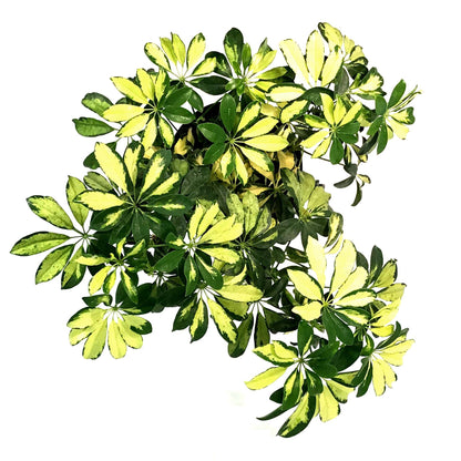 Schefflera, 10in, Arboricola Trinette