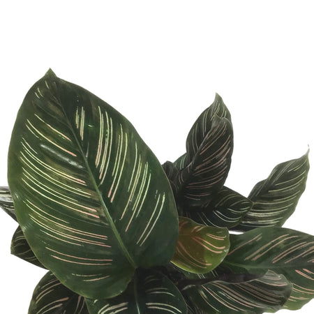 Calathea, 6in, Ornata - Floral Acres Greenhouse & Garden Centre
