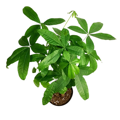 Pachira, 10in, Money Tree Braid