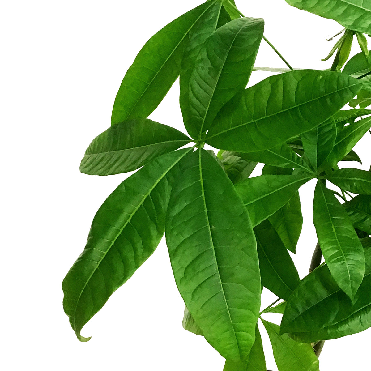 10in Money Tree Pachira, 10in, Money Tree Braid – Floral Acres Greenhouse & Garden Centre