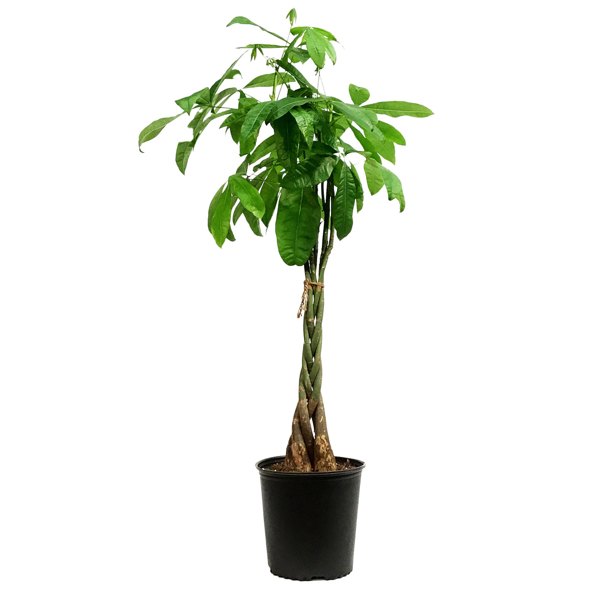 Pachira, 10in, Money Tree Braid