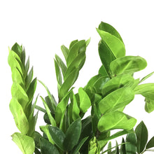 Load image into Gallery viewer, ZZ Plant, 10in, Zamioculcas Zamiifolia
