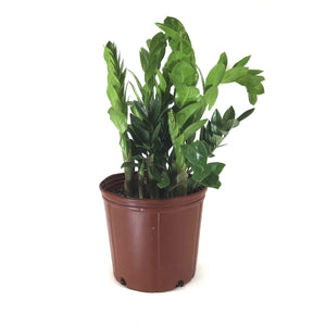 ZZ Plant, 10in, Zamioculcas Zamiifolia