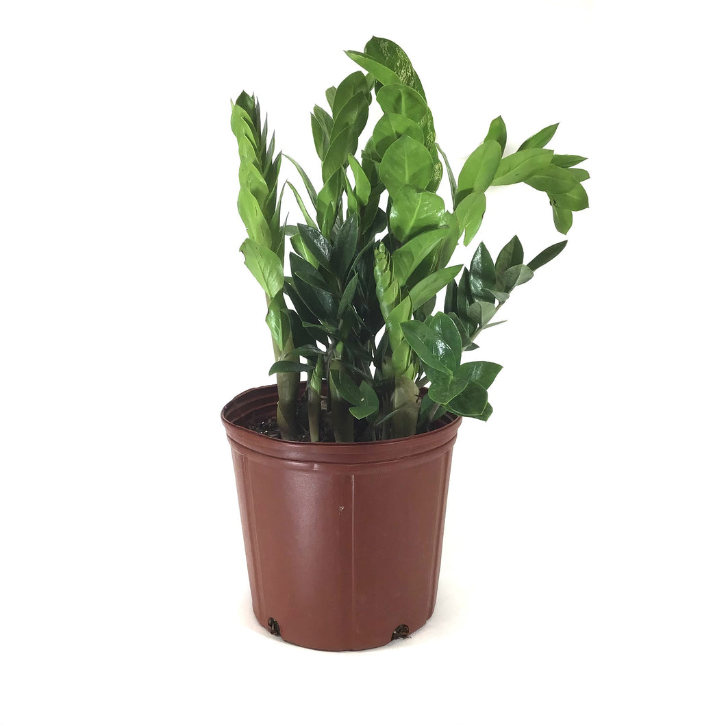 ZZ Plant, 10in, Zamioculcas Zamiifolia