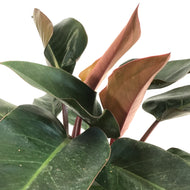 Philodendron, 10in, Rojo Congo