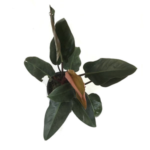 Philodendron, 10in, Rojo Congo