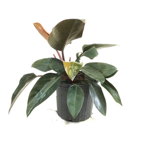 Philodendron, 10in, Rojo Congo