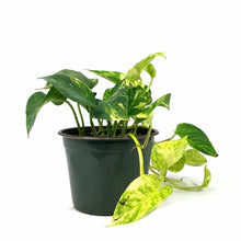 Load image into Gallery viewer, Pothos, 6in, Golden
