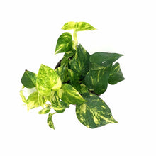 Load image into Gallery viewer, Pothos, 6in, Golden
