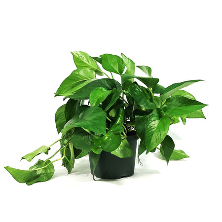 Pothos, 6in, Jade