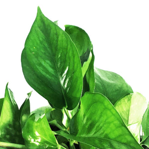 Pothos, 6in, Jade