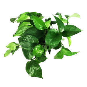 Pothos, 6in, Jade