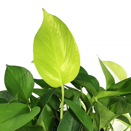 Pothos, 6in, Neon