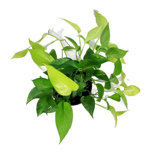 Pothos, 6in, Neon