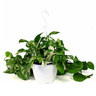 Pothos, 8in, Marble Queen, Hanging Basket