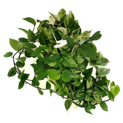 Pothos, 8in, Marble Queen, Hanging Basket