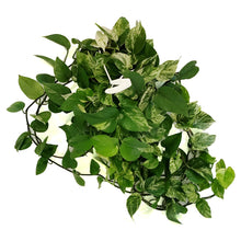 Load image into Gallery viewer, Pothos, 8in, Marble Queen, Hanging Basket
