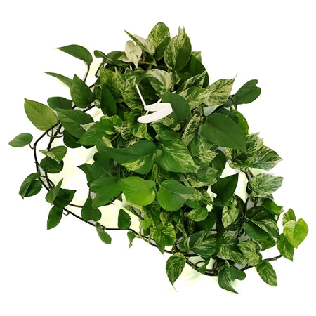 Pothos, 8in, Marble Queen, Hanging Basket