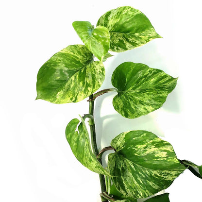 Pothos, 8in, Marble Queen, Hanging Basket