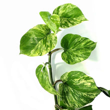 Load image into Gallery viewer, Pothos, 8in, Marble Queen, Hanging Basket
