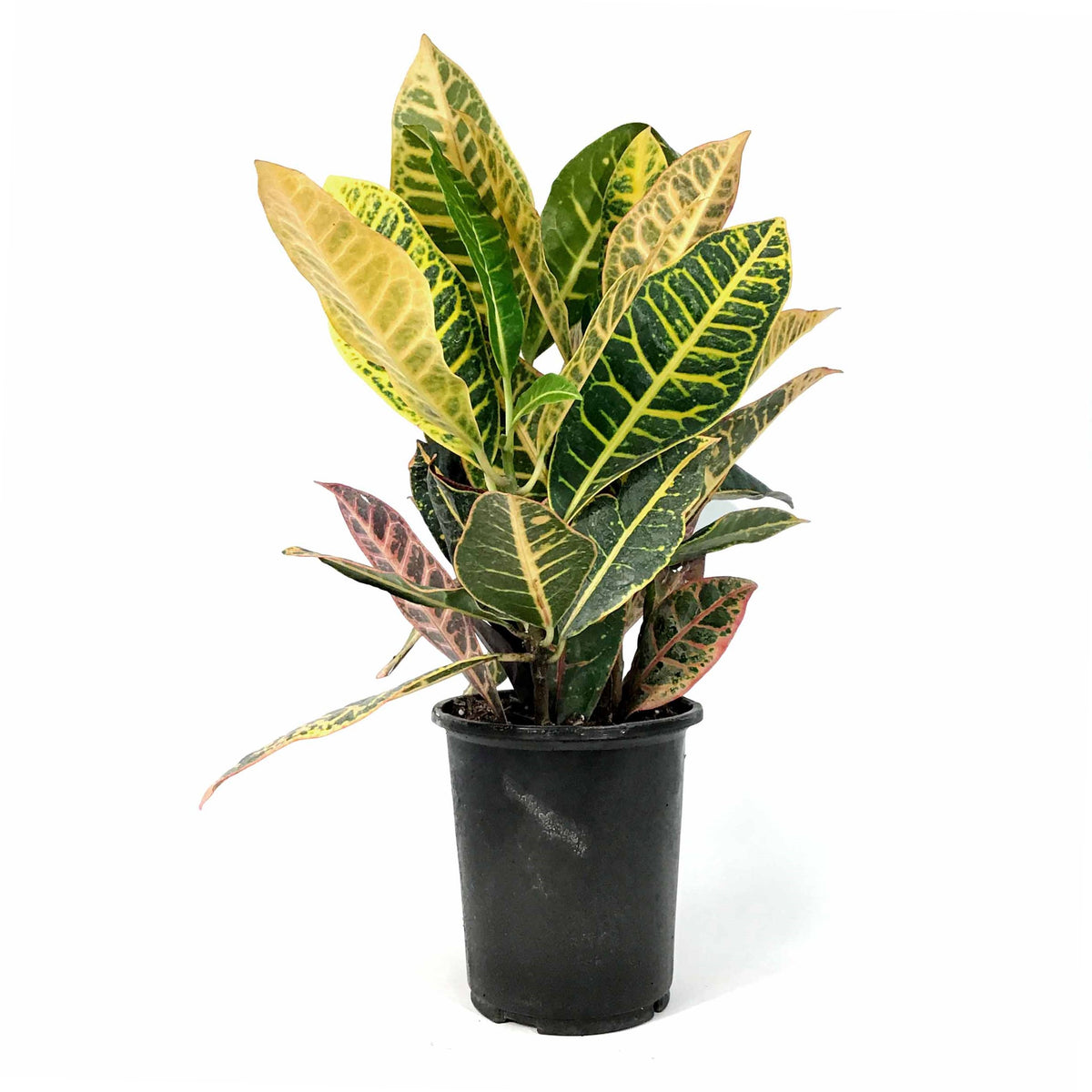 Croton, 6in, Petra