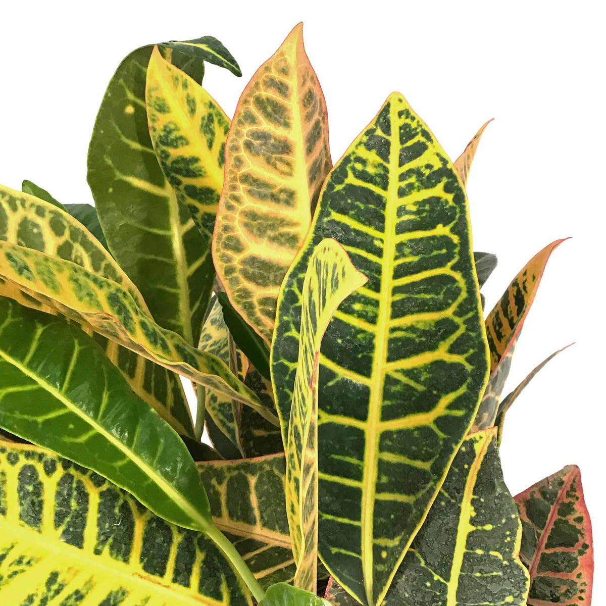 Croton, 6in, Petra