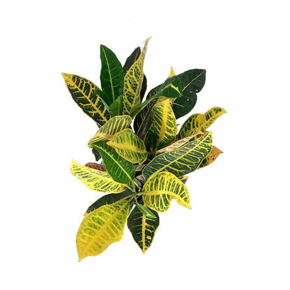 Croton, 6in, Petra