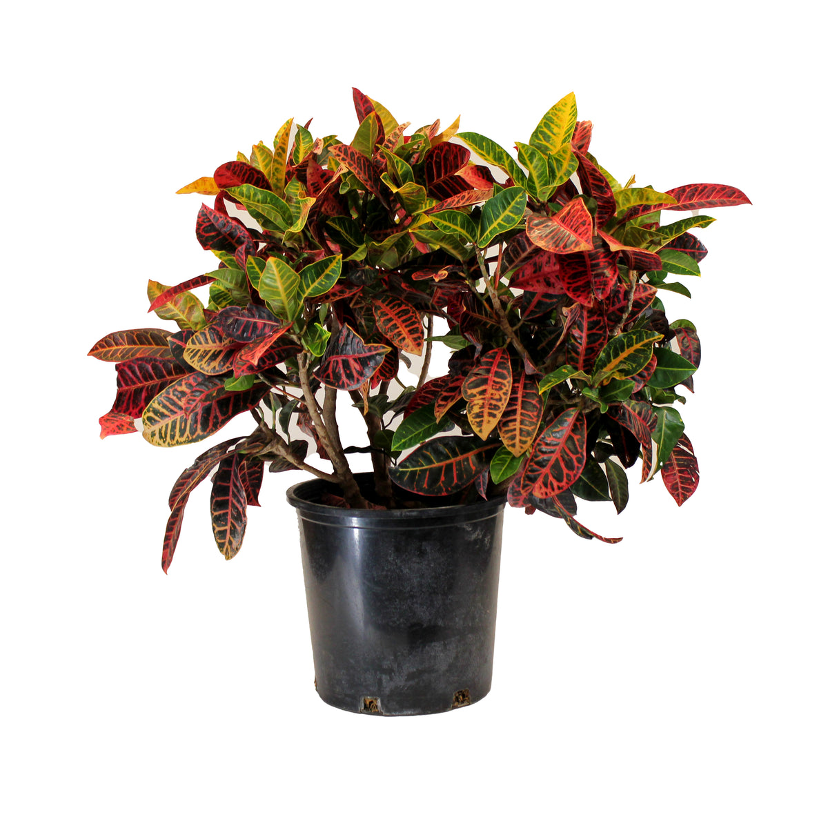 Croton, 14in, Petra