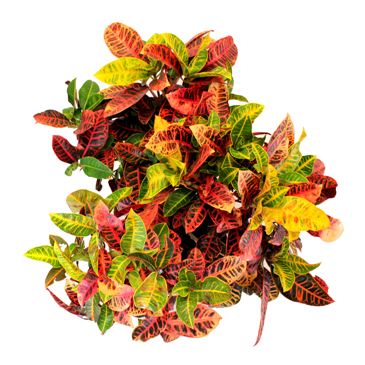 Croton, 14in, Petra