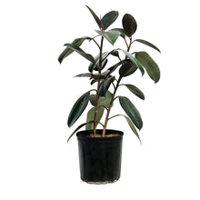 Load image into Gallery viewer, Ficus, 10in, Burgundy Bush
