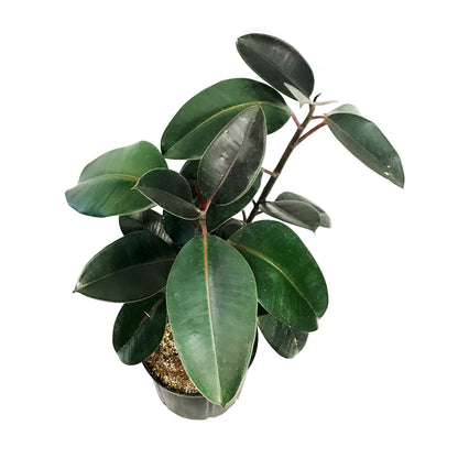 Ficus, 10in, Burgundy Bush