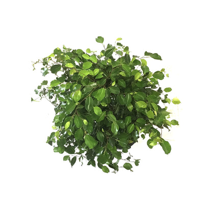 Ficus, 10in, Midnight Standard