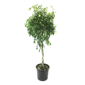 Ficus, 10in, Midnight Standard