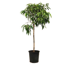 Load image into Gallery viewer, Ficus, 14in, Alli Standard
