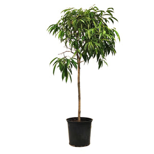 Ficus, 14in, Alli Standard