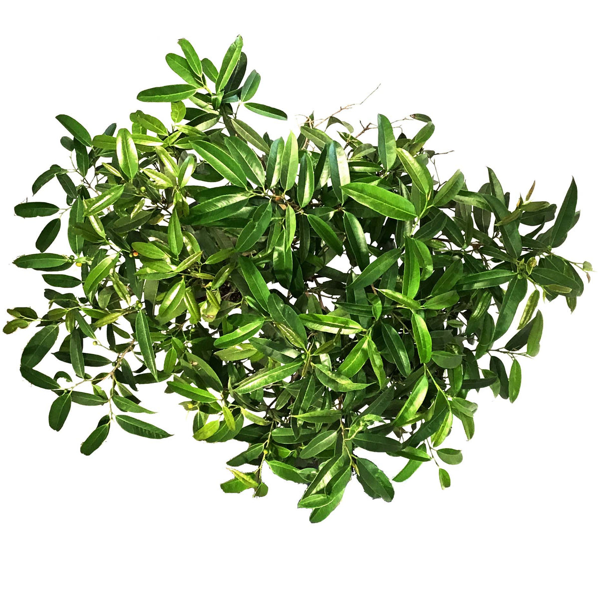 Ficus, 14in, Alli Standard