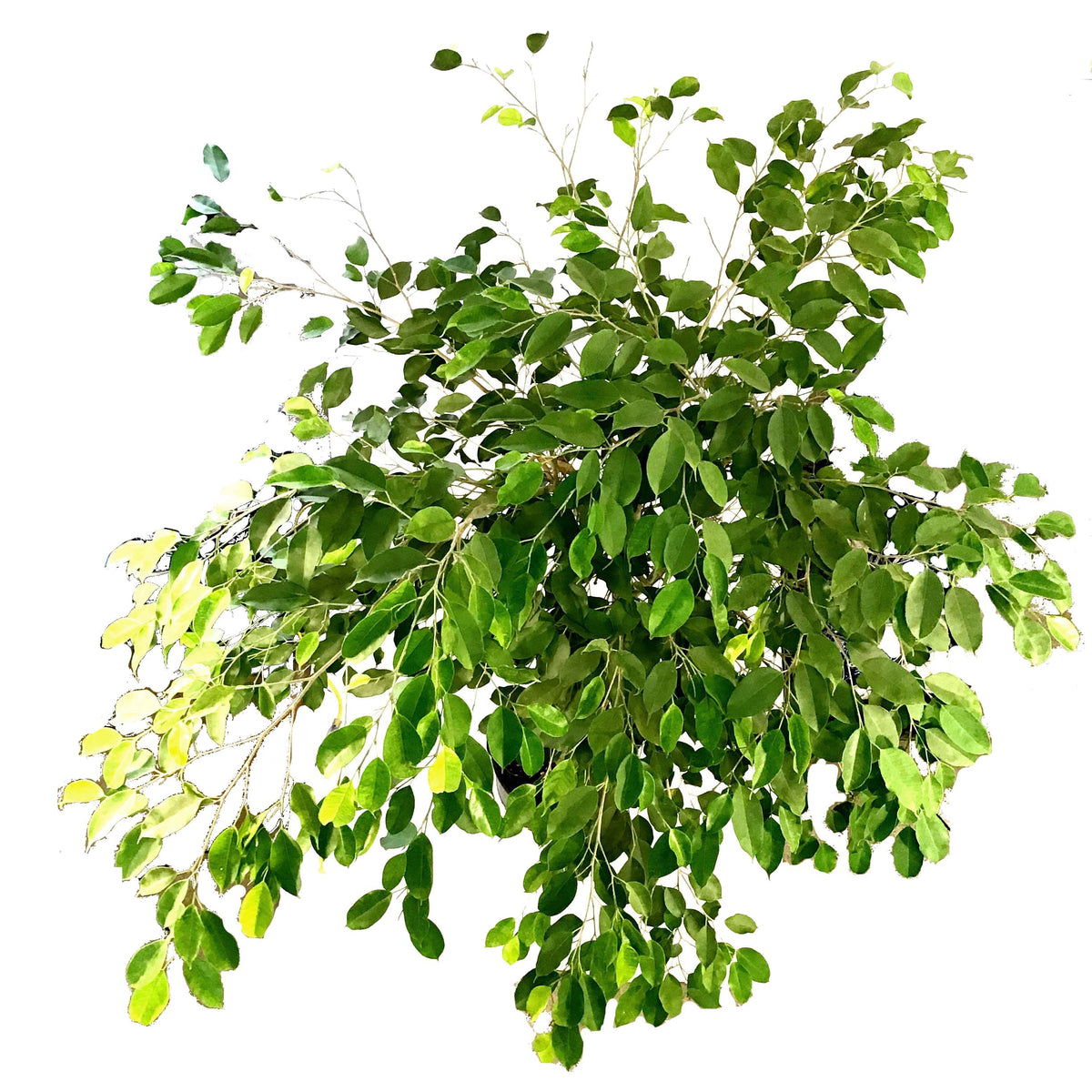 Ficus, 14in, Nuda Braid