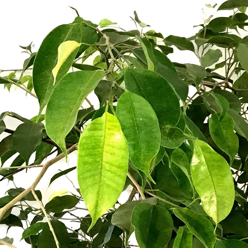 Ficus, 14in, Nuda Braid