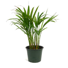 Load image into Gallery viewer, Palm, 6in, Areca
