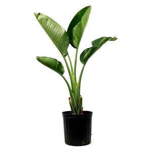 Bird of Paradise, 10in, White - Floral Acres Greenhouse & Garden Centre