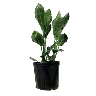 Bird of Paradise, 10in, Orange - Floral Acres Greenhouse & Garden Centre