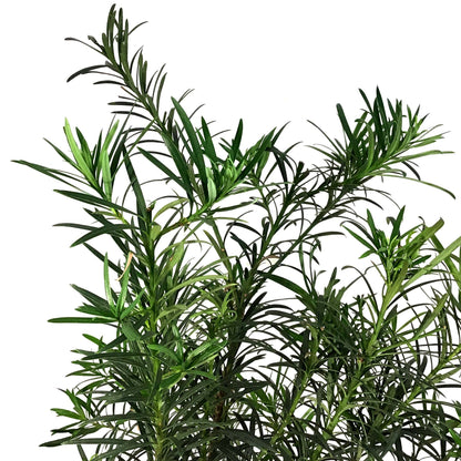 Podocarpus, 10in, Maki Bush