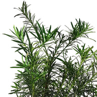 Podocarpus, 10in, Maki Bush