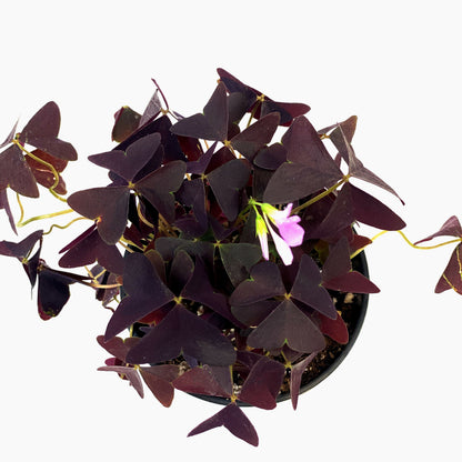 Oxalis, 3.5in, Ebony Allure - Floral Acres Greenhouse & Garden Centre