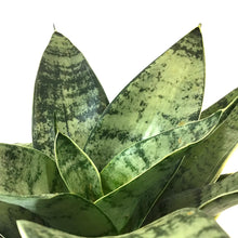 Load image into Gallery viewer, Sansevieria, 6in, Star Power, Misty Star
