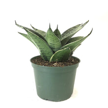 Load image into Gallery viewer, Sansevieria, 6in, Star Power, Misty Star
