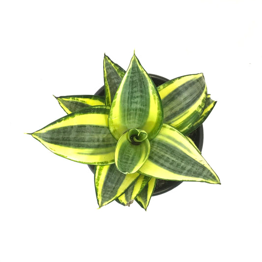 Sansevieria, 6in, Star Power, Sunny Star
