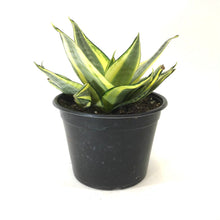 Load image into Gallery viewer, Sansevieria, 6in, Star Power, Sunny Star
