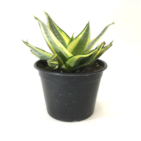 Sansevieria, 6in, Star Power, Sunny Star