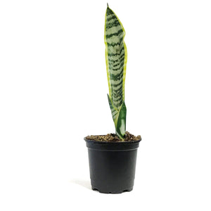 Sansevieria, 4in, Laurentii